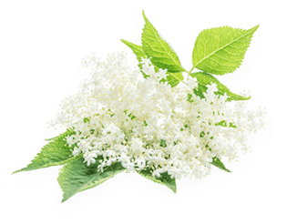 Fleurs de sureaux